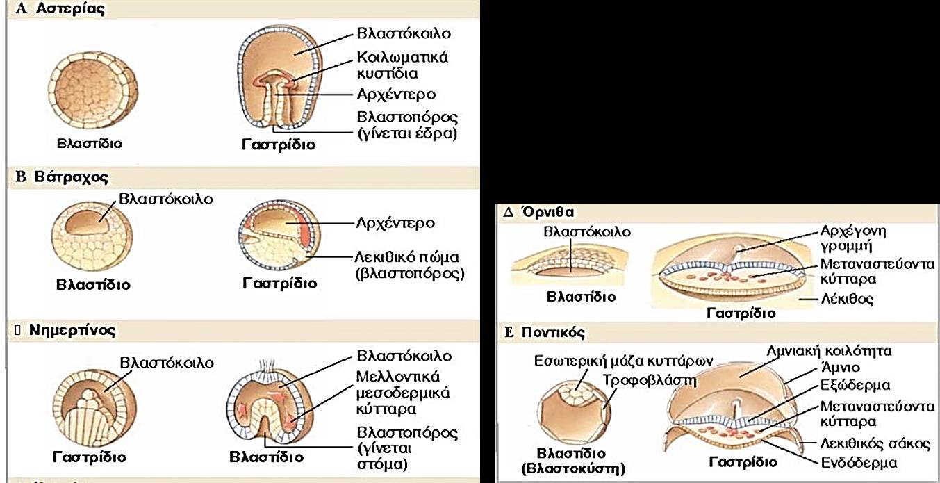Γαστριδίωση 2/5 Γαστριδίωση σε διάφορους
