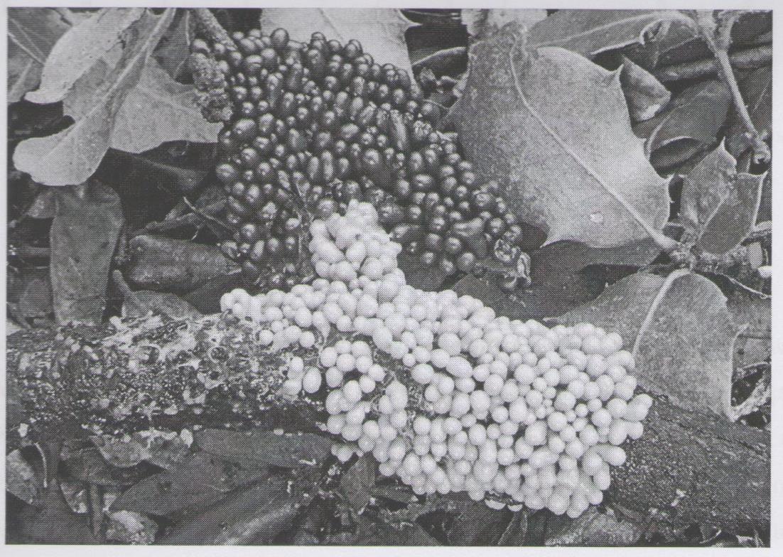 Το 1973 απομονώθηκε από το βακτήριο Pseudomonasmagnesiorubranov. Sp. (ATCCNo. 21856) ένα νέο αντιβιοτικό που περιέχει μαγνήσιο, η magnesidin(μαγνησιδίνη)[30-31].