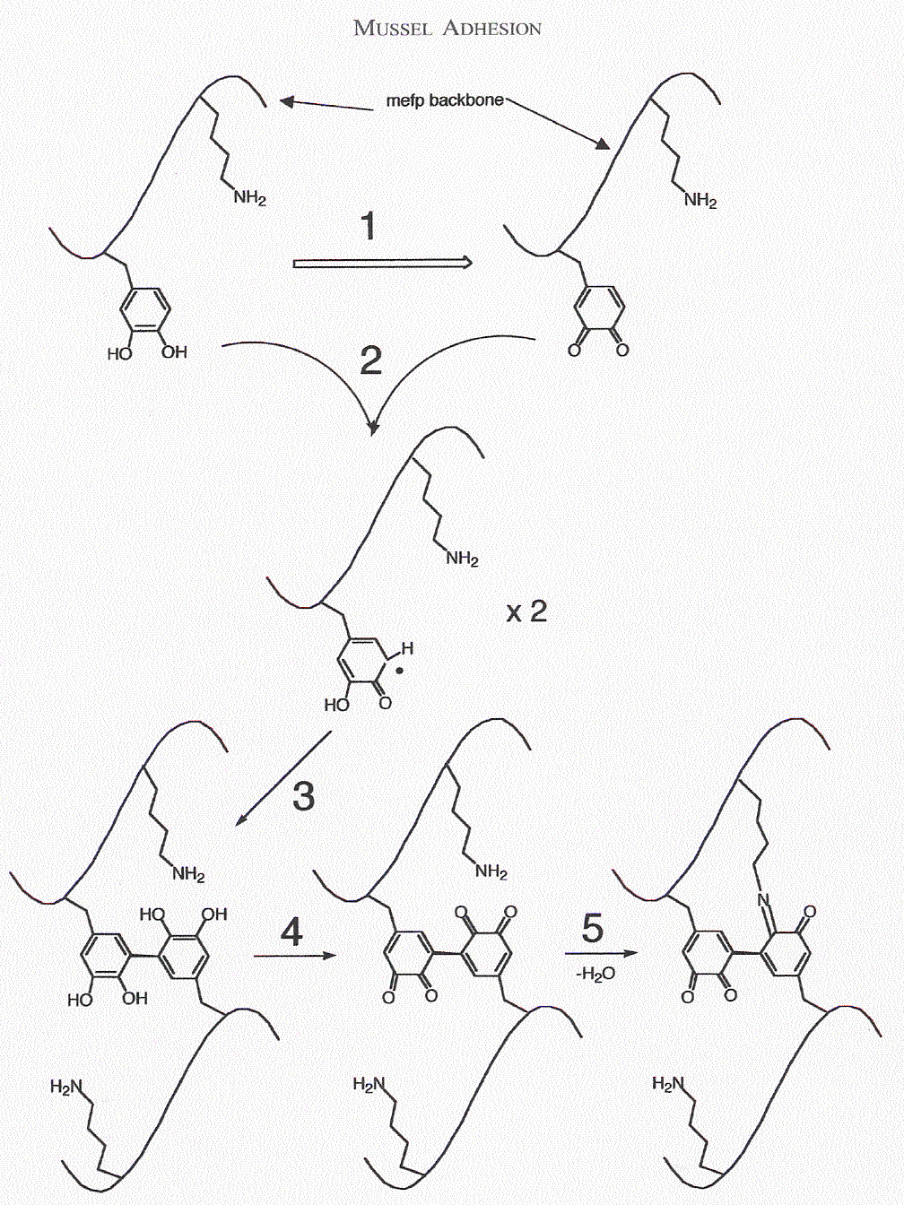 διυδροξυ φαινυλαλανίνη: Σημαντική για τον σχηματισμό Ομοιοπολικών συνδέσεων (covalent cross-links)