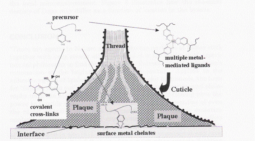 Σχηματικό διάγραμμα adhesion +