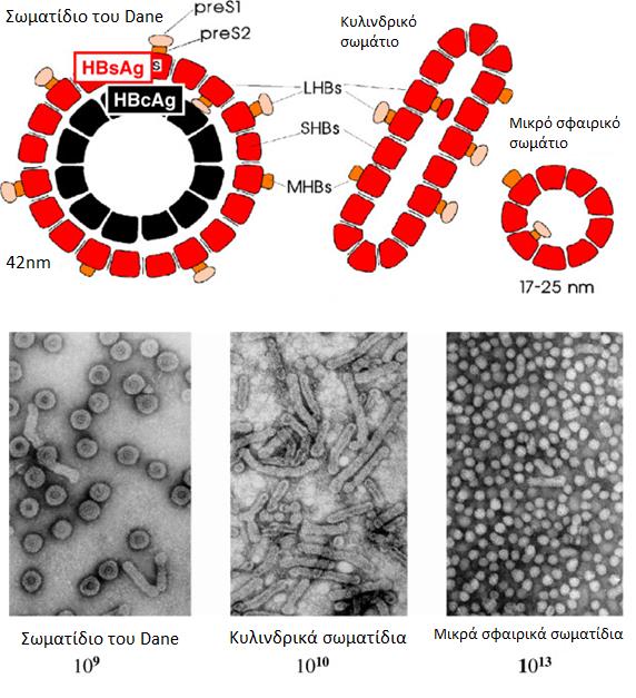 Εικόνα 3: Ιός της ηπατίτιδας Β μαζί με τα μικρά σφαιρικά και κυλινδρικά σωματίδια όπως φαίνονται σχηματικά καθώς και στο ηλεκτρονικό μικροσκόπιο. Πηγή: Τροποποιημένο από Gerlich WH et al.