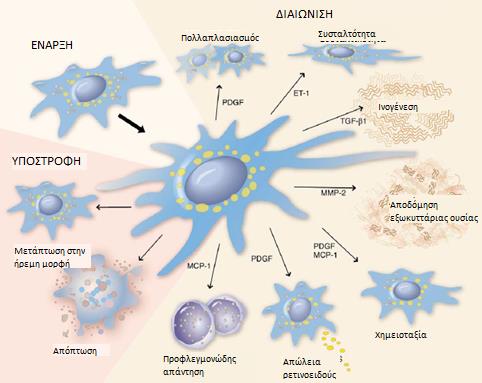 Εικόνα 8: Οι φάσεις της έναρξης και της διαιώνισης της ενεργοποίησης των ηπατικών αστεροειδών κυττάρων (75). Πηγή: Τροποποιημένο από Friedman SL. Liver fibrosis -- from bench to bedside.