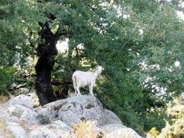 875/1973 Περί βοσκής εντός των δασών, μερικώς δασοσκεπών εκτάσεων και μη πεδινών εκτάσεων και μη πεδινών χορτολιβαδιών ΦΕΚ 379/28-9-1937 συστάθηκε υπέρ των δήμων και κοινοτήτων