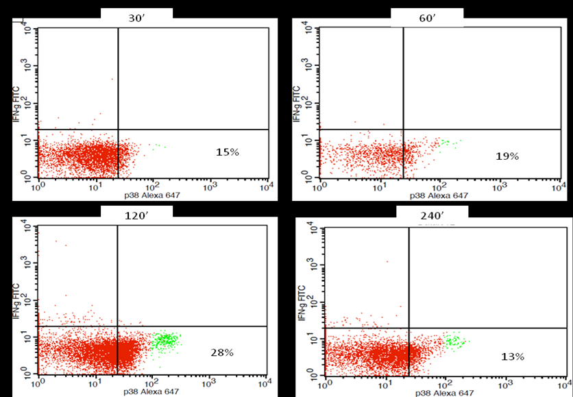 91 Εικόνα 2: Facs plots ασθενή με χρόνια ενεργό HBV λοίμωξη όπου φαίνεται η κινητική της ενεργοποίησης της p38 MAPK (% PBMCs) σε 4