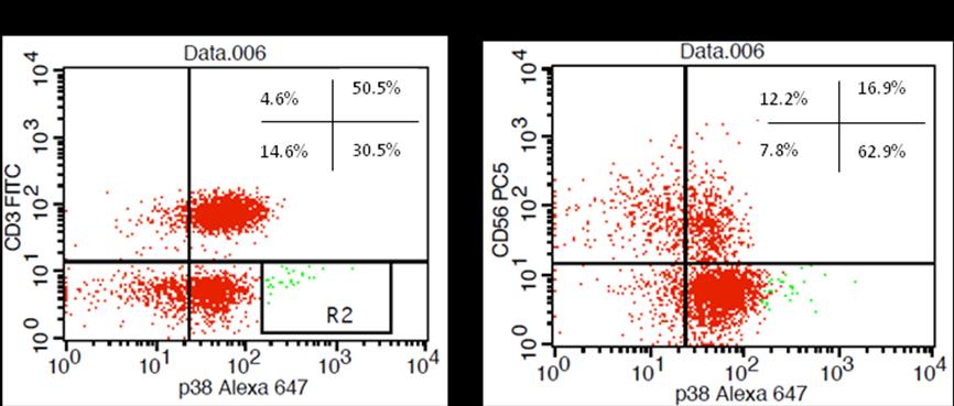 97 και στα CD56- κύτταρα, όπως ενδεικτικά φαίνεται στα Facs plots της εικόνας 5. Το ανωτέρω αφορά και στους τρεις υπό μελέτη πληθυσμούς σε όλες τις συνθήκες της μελέτης μας.