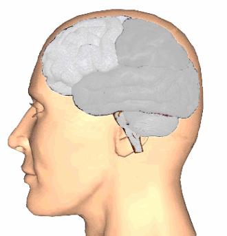 Ο εγκέφαλος ως Σύστημα Επεξεργασίας Πληροφορίας (2) Προσωρινή αποθήκευση και επιλογή (φιλτράρισμα) χρήσιμης πληροφορίας σε βραχύχρονες μνήμες (καταχωρητές)