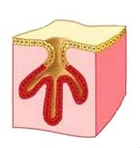 12) Λείες μυϊκές ίνες απαντούν: α. στους τένοντες. β. στους μεσοσπονδύλιους δίσκους. γ. στον δικέφαλο βραχιόνιο μυ. δ. στο (λεπτό) έντερο. 13) Ένα σύστημα οργάνων συγκροτείται από: α.
