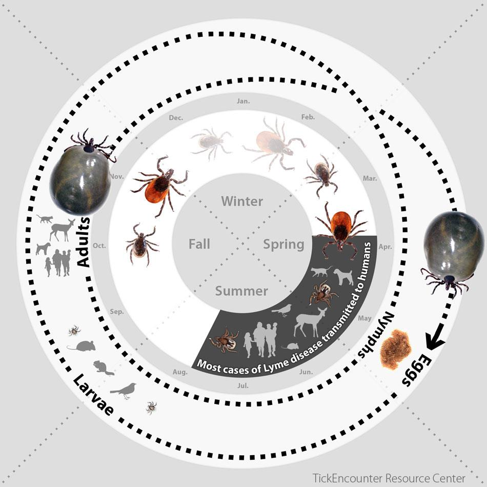 Κύκλος ζωής Ixodes scapularis Ενότητα 16.