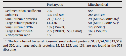 μιτοχονδρίου (Smirnov et al., 2011). Το μικρό ποσοστό του RNA αντισταθμίζεται από την αύξηση των πρωτεϊνών (Koc et al., 2001). Πίνακας 3.