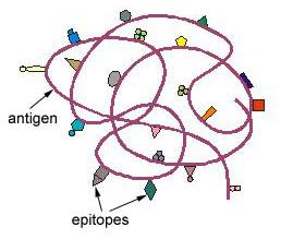 Αντιγόνα (Antigens) antibody generator Μόρια που αντιδρούν ειδικά με αντισώματα ή
