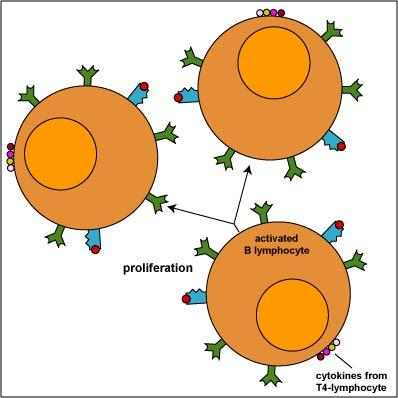 Step 3: After binding the antigen, the lymphocytes must proliferate into large clones of identical