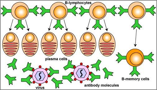 Step 5: Some of the lymphocytes
