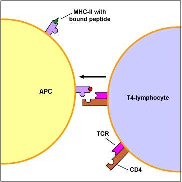 Antigen presenting cells APCs serve two major functions during adaptive immunity: capture and process antigens for presentation to T lymphocytes produce signals required