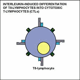 Step 5: Some of the lymphocytes differentiate into