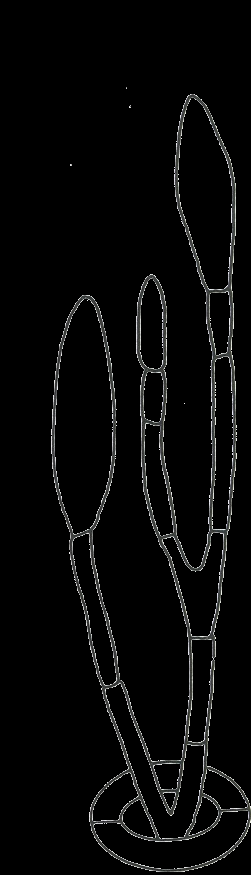 Ωίδιο τησ ελιάσ (2/2) Πακογόνο αίτιο: Leveillula taurica.