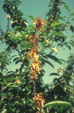 Τάξη: Helotiales, Οικογένεια: Sclerotiniaceae Monilinia laxa φαιά σήψη (μονίλια) Τέλεια μορφή: Monilinia laxa (καρποφορίες αποθήκια) Ατελής μορφή (παρασιτική
