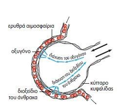 ΠΕΡΙΛΗΠΤΙΚΑ Στις πνευμονικές κυψελίδες η αιμοσφαιρίνη «απαλλαγμένη» από το διοξείδιο του άνθρακα, ξανασυνδέεται με το οξυγόνο (οξυαιμοσφαιρίνη) και ο κύκλος επαναλαμβάνεται.
