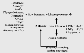 Αερόβια Βιολογική Επεξεργασία - Κομποστοποίηση Οι βιολογικές διεργασίες μπορούν να χωριστούν σε δύο στάδια: Στο πρώτο στάδιο της βιοαποδόμησης λαμβάνουν χώρα οι μικροβιολογικές δραστηριότητες που