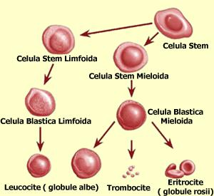 BOLI DE SANGE LEUCEMIA Denumita si cancerul sangelui, leucemia este o afectiune maligna progresiva manifestata prin proliferarea excesiva si haotica a precursorilor celulelor sangvine.