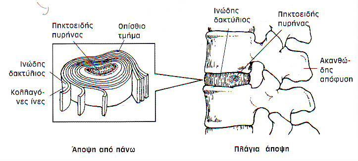 Μεσοσπονδύλιοι δίσκοι 2 Ο πηκτοειδής πυρήνας αποτελεί το κεντρικό τμήμα του δίσκου, περιέχει περίπου 90% νερό και το υπόλοιπο 10% είναι κολλαγόνο και ειδικές ουσίες που έλκουν χημικά το νερό.