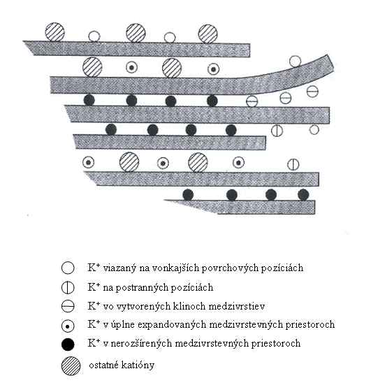 Obrázok I-32 Schematické znázornenie väzbových polôh draselných a iných katiónov na ílovom mineráli (MUTSCHER, 1995) Uvoľňovanie draslíka z pôdnych zásob do prístupných foriem je významný proces,