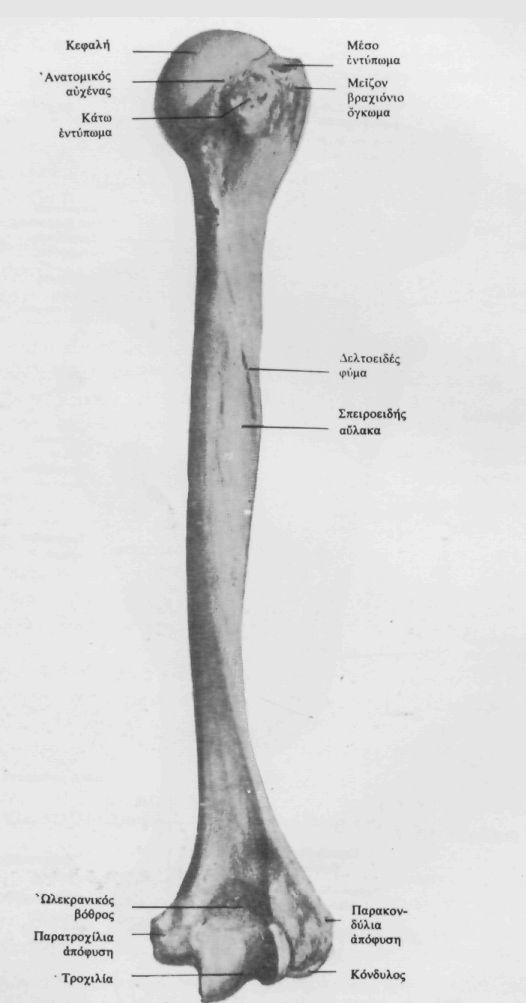 Σχήµα 1. Το Βραχιόνιο Οστούν 95. Ο άξονας της κεφαλής σχηµατίζει µε τον επιµήκη άξονα του βραχιονίου οστού γωνία 130 140 (µ.ο. 135 ανάλογα µε το µέγεθος της κεφαλής).