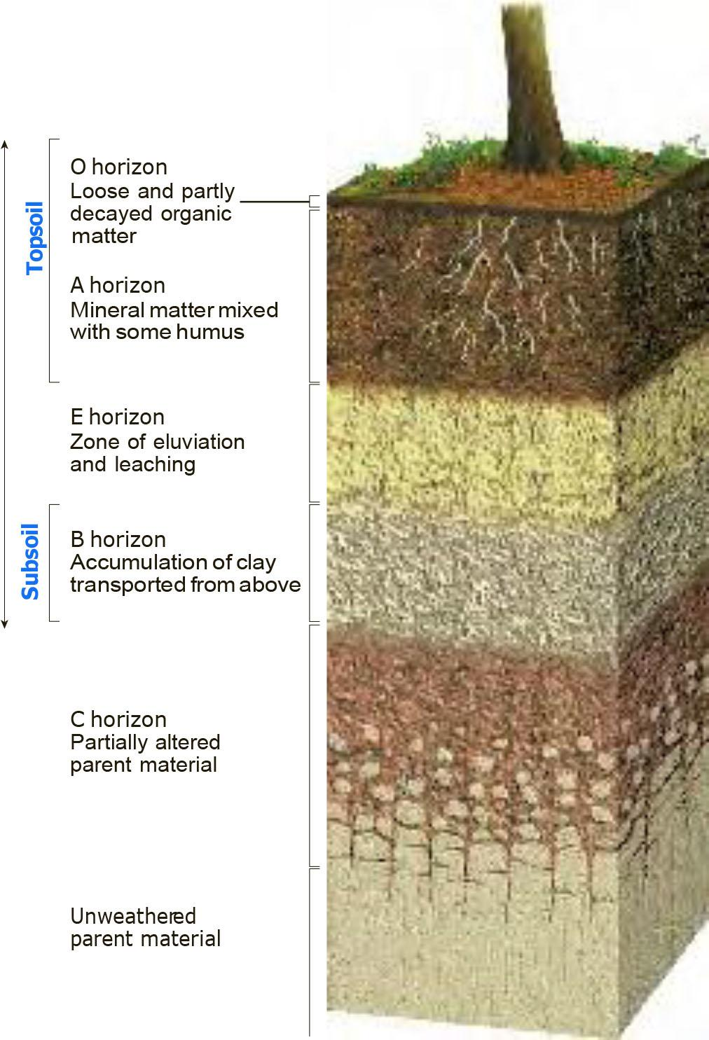 Ορίζοντες εδάφους Ορίζοντας O: αποτελείται κυρίως από οργανικό υλικό Ορίζοντας Α: συνύπαρξη οργανικού υλικού και εδάφους αποτελούμενο από ορυκτολογικά συστατικά Ορίζοντας Ε: ζώνη απόπλυσης
