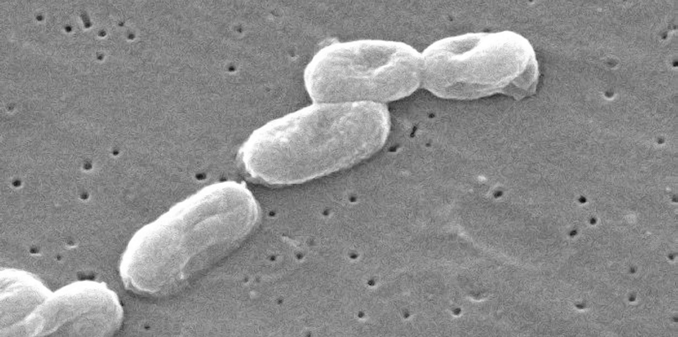 Burkholderia cepacia Η B.cepacia (παλαιότερα Pseudomonas cepacia) είναι ένα πανταχού παρόν βακτηρίδιο που ανευρίσκεται στα φυτά. Η απομόνωση της B.