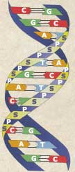 Σχήµα 2.2: Η διπλή έλικα του DNA. Όπου A = αδενίνη, T = θυµίνη, G = γουανίνη, C = κυτοσίνη, S = δεσοξυριβόζη, P = φωσφορική οµάδα 2.