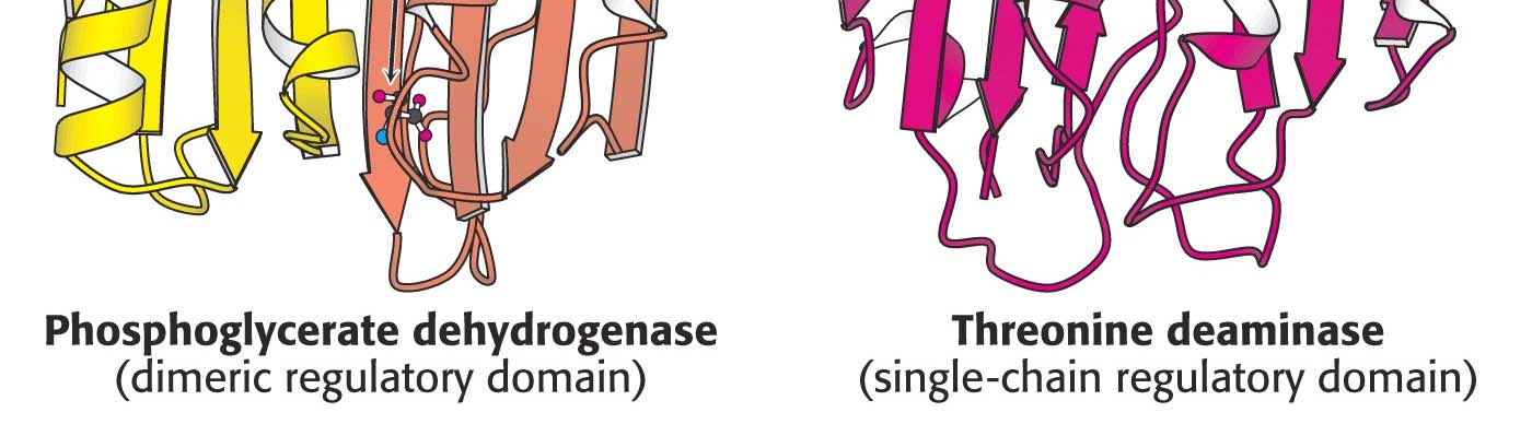Θέσεις δέσμευσης αμινοξέος Αφυδρογονάση του φωσφογλυκερικού (διμερής ρυθμιστική δομική περιοχή) Απαμινάση της θρεονίνης (ρυθμιστική δομική περιοχή μονής αλυσίδας) Η ρυθμιστική περιοχή που