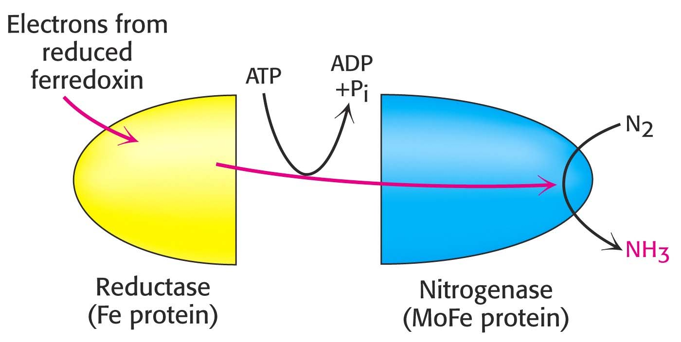 Σχηματικό διάγραμμα του συμπλέγματος της αζωτάσης Ηλεκτρόνια από ανηγμένη φερρεδοξίνη Αναγωγάση (Πρωτεΐνη Fe) Αζωτογενάση (Πρωτεΐνη MoFe)
