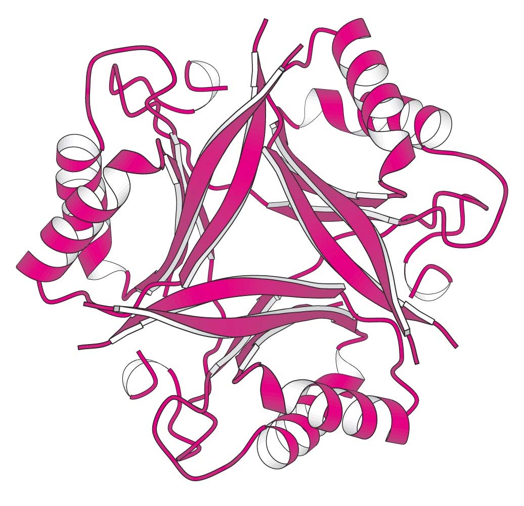 Δομή της τριμερούς ρυθμιστικής πρωτεΐνης Ρ η οποία