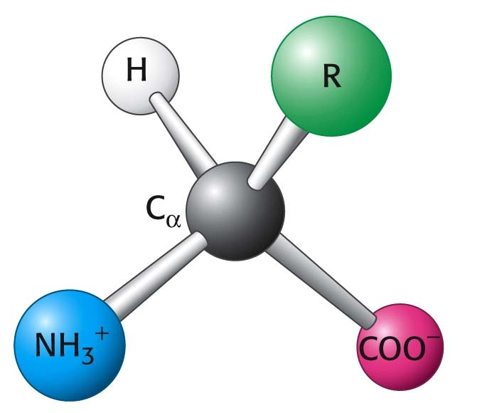 Βιοσύνθεση αμινοξέων Το ατμοσφαιρικό άζωτο (Ν 2 ) με τη μορφή της αμμωνίας είναι η πηγή του αζώτου για όλα τα