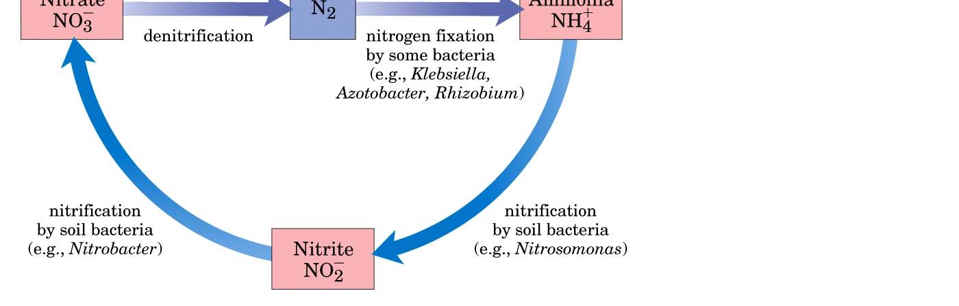 Αναγωγή από αναερόβια βακτήρια και φυτά Κύκλος αζώτου Σύνθεση σε φυτά και μικροοργανισμούς Αμινοξέα και άλλες ανηγμένες ενώσεις άνθρακα-αζώτου Νιτρικά (ΝΟ 3- ) Καθήλωση αζώτου Καθήλωση αζώτου από