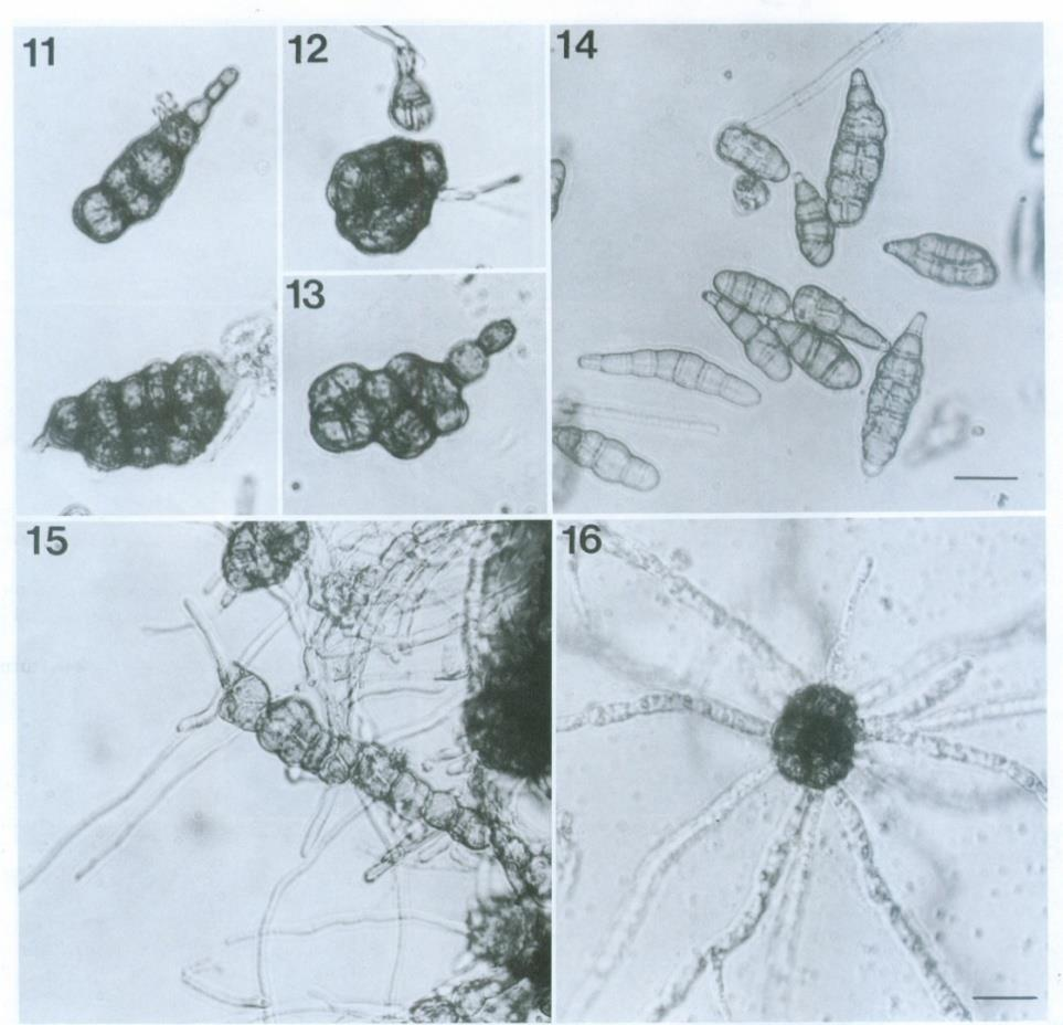 A. alternata f. sp. helianthina Σχηματισμός χλαμυδοσπορίων.