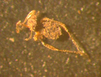 Επίσης διάφορα γένη και είδη μυκήτων (Cenococcum geophilum, Perithecia, Rosellinites areolatus) και παρασίτων (Ampelopsis sp.