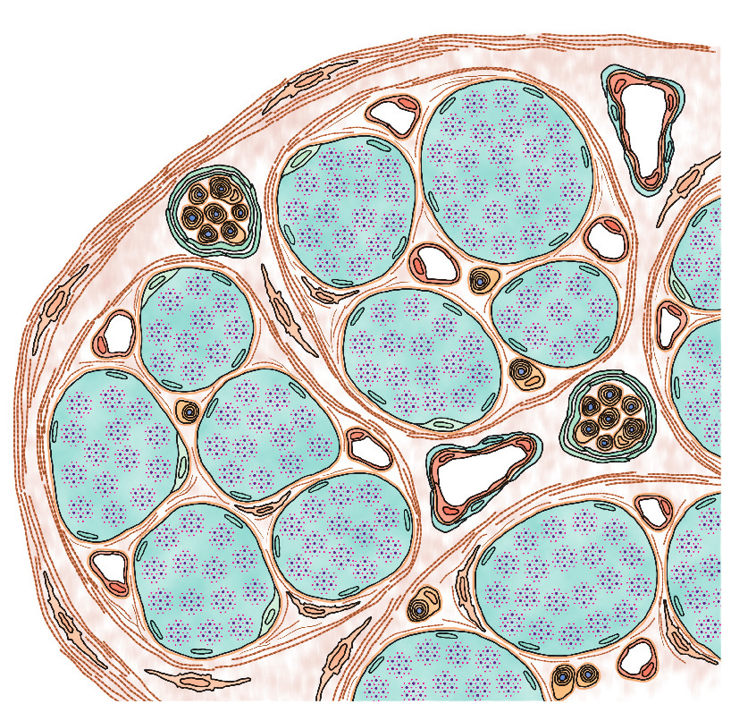 Osnovi histologije endoplazminog retikuluma trpi transformaciju u glatki endoplazmin retikulum zapaža se obrazovanje prstolikih ispusta koje obrazuje njihova membrana na čijoj citoplazminoj površini