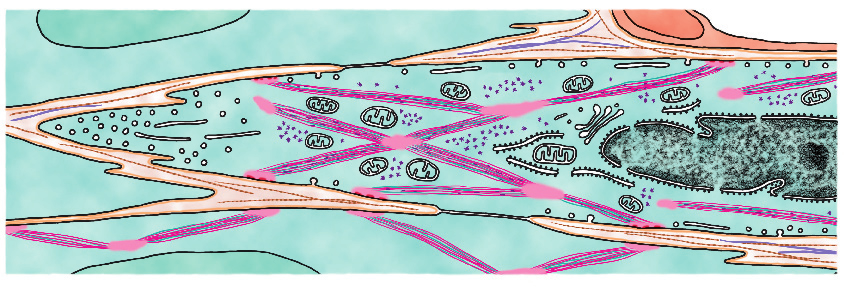 Nada M. Šerban kratke cisterne sarkoplazminog retikuluma i brojni kaveoli (Sl. 6-20). Treba istaći kako plazmina membrana ne formira T-tubule.