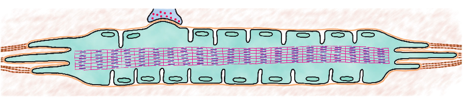 Nada M. Šerban završne cisterne prostiru se upravno na pravac pružanja miofibrila. Završne cisterne postavljene su na prelazu između anizotropne i izotropne zone sarkomere.