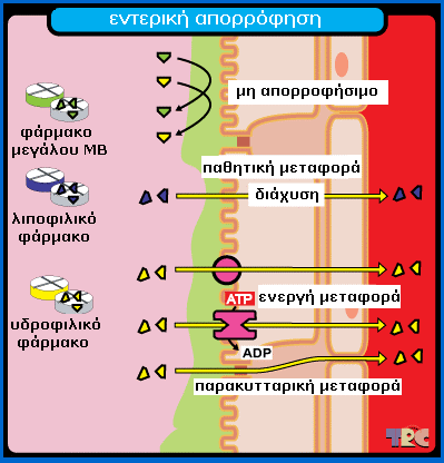 Εντερική απορρόφηση φαρµάκων