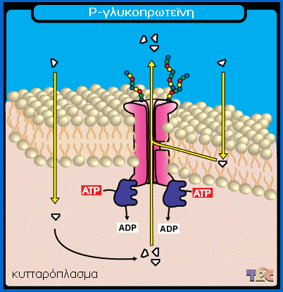 P-gp: µία