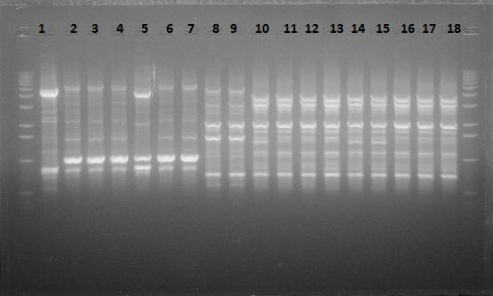 7 Παράρτημα Εικόνα 6.1 : Προϊόντα ηλεκτροφόρησης της rep-pcr για τα βακτήρια που απομονώθηκαν από τις ποικιλίες Άμφισσας (1-15) και Κονσερβολιάς (16-18). Πίνακας 6.