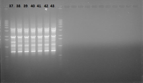 Εικόνα 6.3 : Προϊόντα ηλεκτροφόρησης της rep-pcr για τα βακτήρια που απομονώθηκαν από την ποικιλία Κονσερβολιά (37-43). Πίνακας 6.