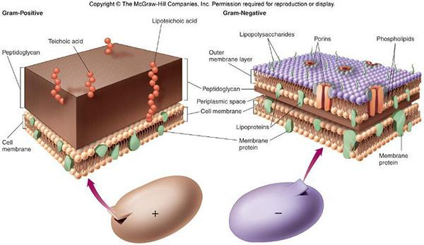 Εικόνα 1.6: Απεικόνιση κυτταρικής μεμβράνης και κυτταρικού τοιχώματος των αρνητικών και θετικών κατά Gram βακτηρίων Ο μηχανισμός δράσης των βακτηριοσινών σύμφωνα με τους Tagg et al.