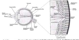 HUMAN VISION AND THE SPECTRUM (WALD, 1945) ΘΕΜΑΤΟΛΟΓΙΑ Θεοδωρίδης ηµήτρης Οπτική & Όραση 2005 Βασικά µέρη του ανθρώπινου οφθαλµού Συµπεριφορά φωτοΰποδοχέων κατά Wald σε φυσιολογικό οφθαλµό και σε