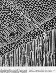 Ρητινοφόροι αγωγοί Μεσοκυττάριοι αγωγοί κωνοφόρων Σωληνόμορφοι, μεγάλο μήκος Πεύκη, ερυθρελάτη, ψευδοτσούγκα, λάρικα Αξονικοί ακτινικοί Δίκτυο