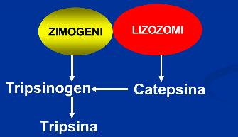 PANCREATITA ACUTA Inflamatia acuta a pancreasului datorita activarii intrapancreatice a enzimelor diges-tive; 50% episoade recurente; 10-50 cazuri/100.