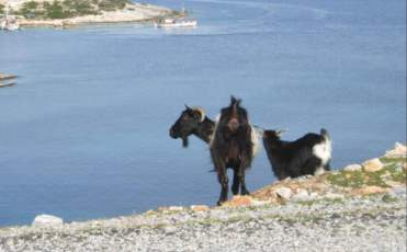 ΚΑΝΟΝΙΣΜΟΣ (ΕΕ) αριθ.