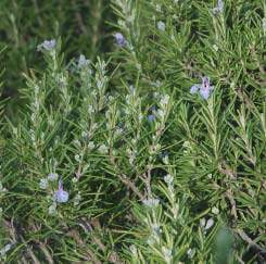 º ÎÂÏÔ / ÓıÔÎÔÌÈÎ Ê Ù Origanum vulgare Salvia fruticosa (º ÛÎfiÌËÏÔ) Ú ÂÚÂ ÓËÙÈÎ appleôùâï ÛÌ Ù ÛÙÔÓ ÙÔÌ ÙˆÓ ÚˆÌ ÙÈ- ÎÒÓ Ê ÙÒÓ Î È È È ÙÂÚ ÙË ÔÈÎÔÁ ÓÂÈ Labiatae Î È ÙˆÓ ÈıÂÚ ˆÓ ÂÏ ˆÓ ÙÔ.