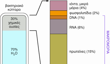 Ένα βακτηριακό κύτταρο αποτελείται από Η 2 0 (70%) και από χημικές ουσίες(30%).